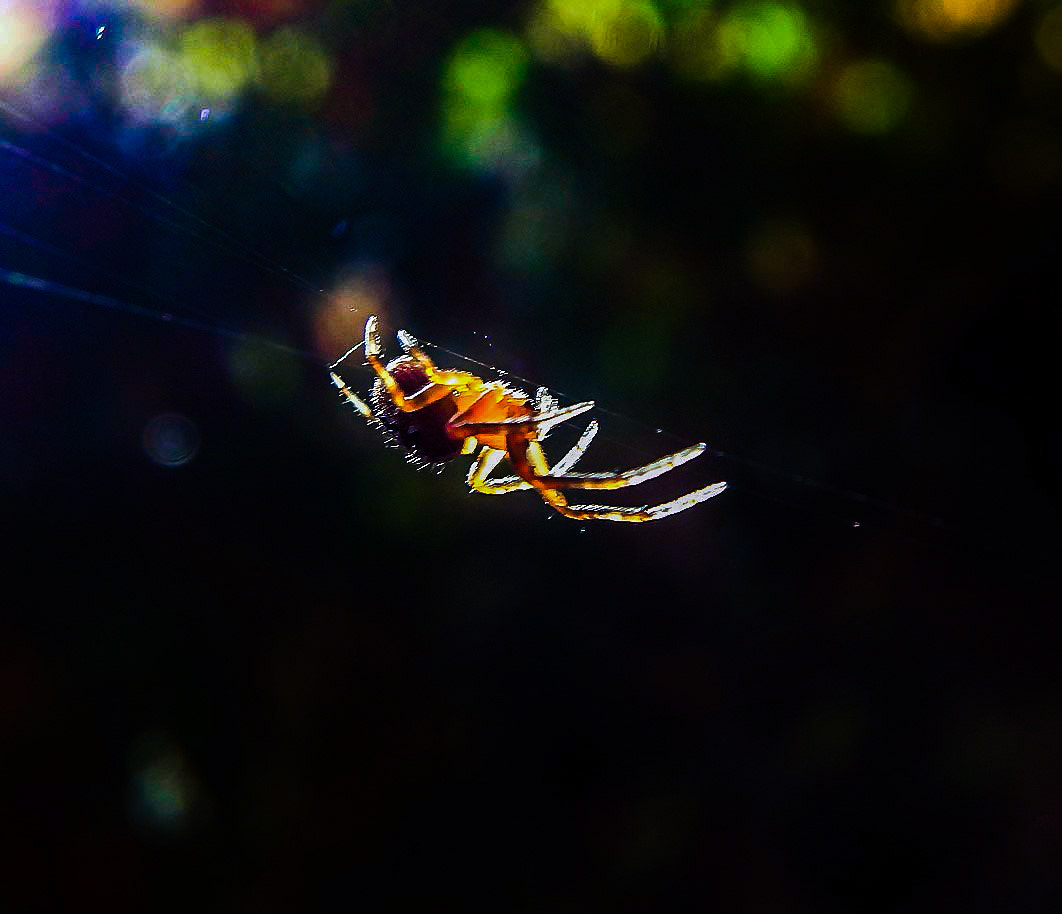 Olympus SP-100EE sample photo. Spider!! photography