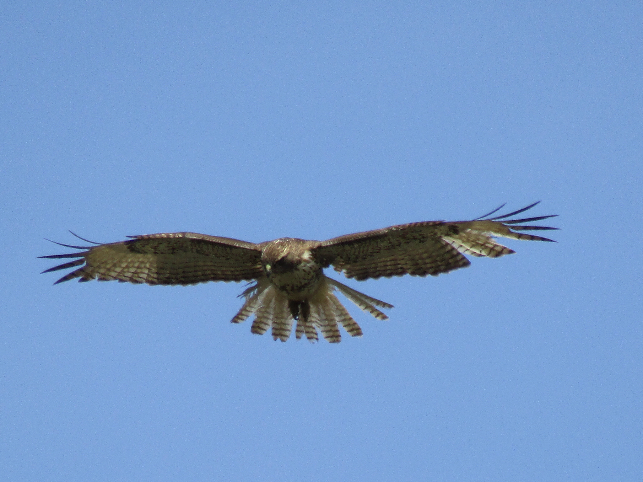 Canon PowerShot SX420 IS sample photo. In flight photography