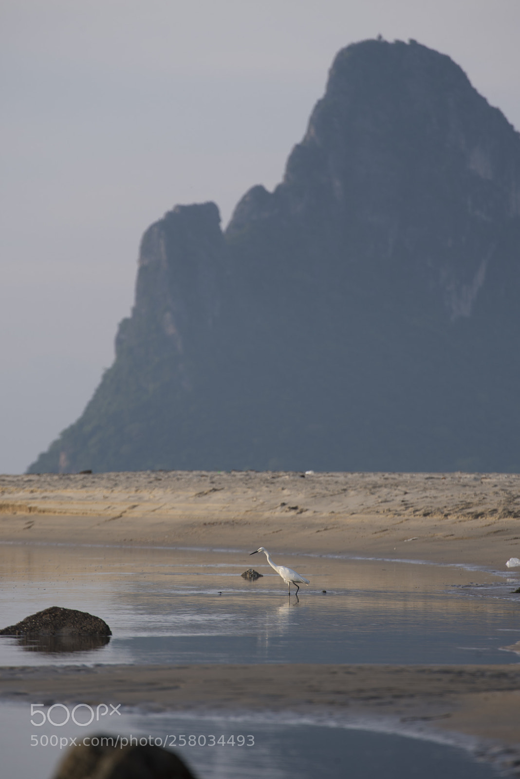 Nikon D750 sample photo. An egret is seeking photography
