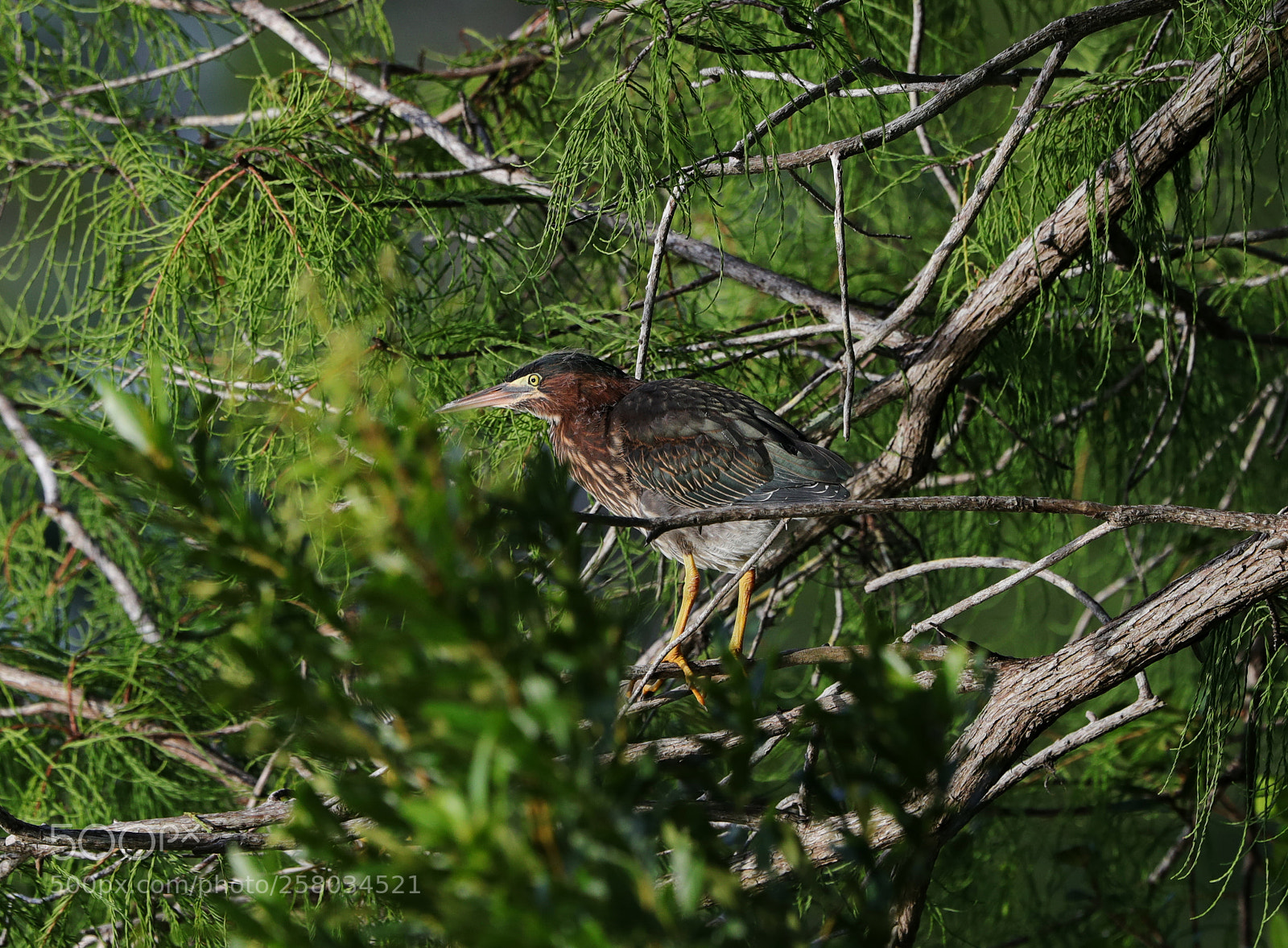 Canon EOS-1D X Mark II sample photo. 05-15-18-0017803.jpg photography