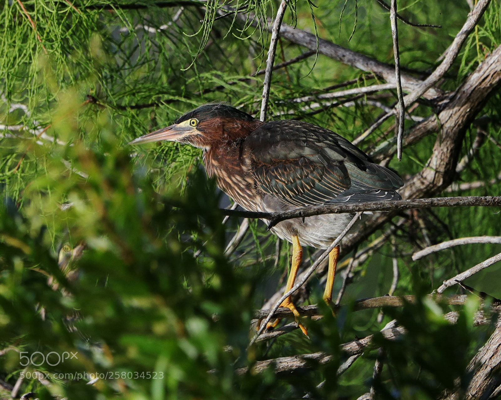Canon EOS-1D X Mark II sample photo. 05-15-18-0017802.jpg photography