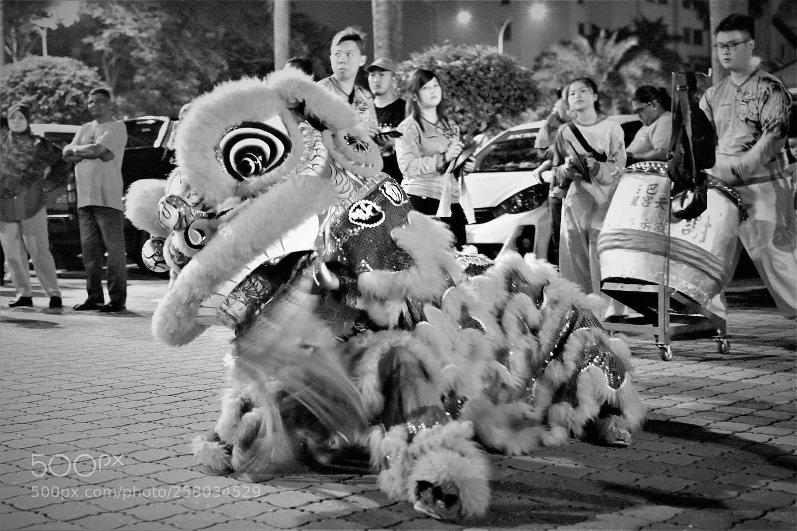 Nikon D3300 sample photo. The lion photography