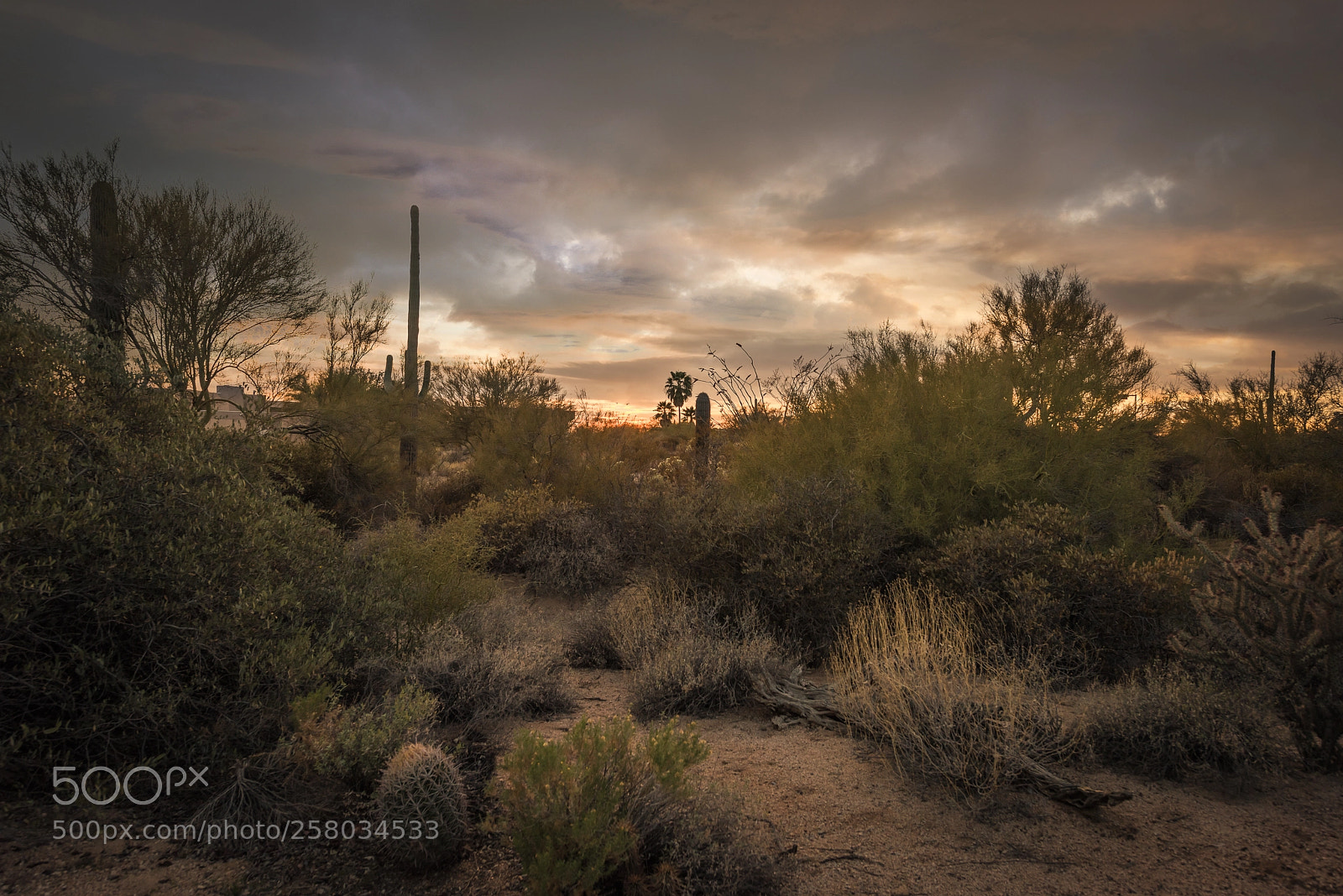 Nikon D810 sample photo. Evening in the desert photography