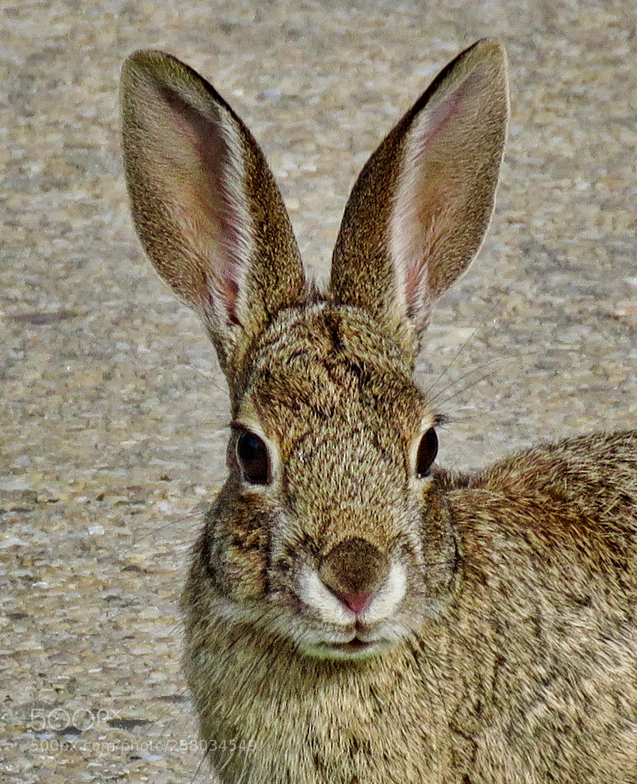 Canon PowerShot SX60 HS sample photo. A nice bunny rabbit photography