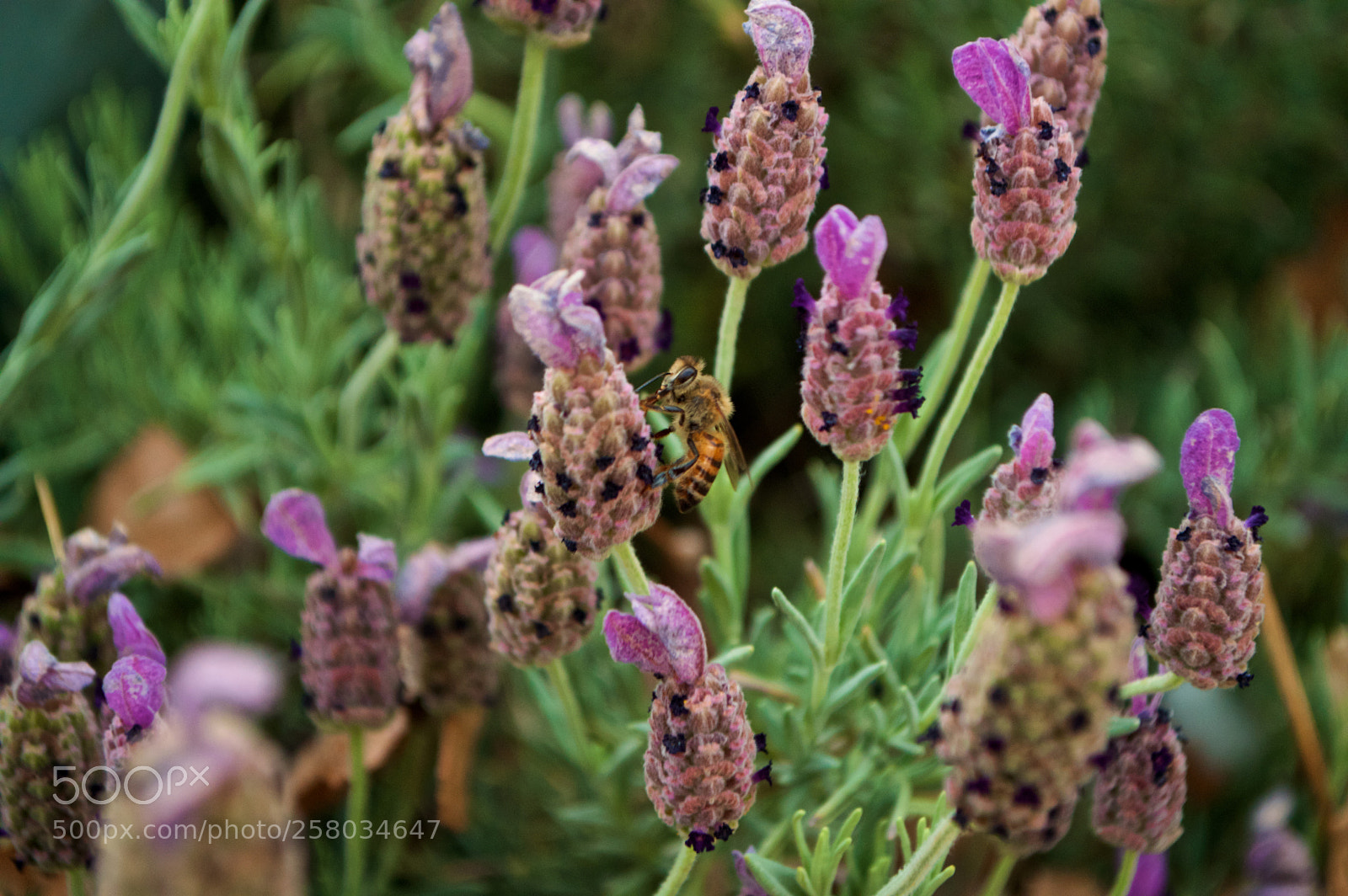 Nikon D3200 sample photo. Marfa bee (lavender) photography