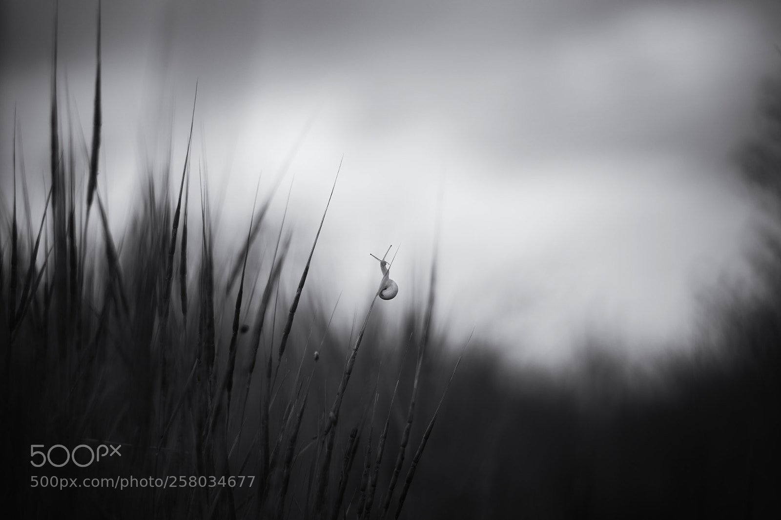 Sony a7 II sample photo. Ёжииик!! ... Улиииткооо!!! photography
