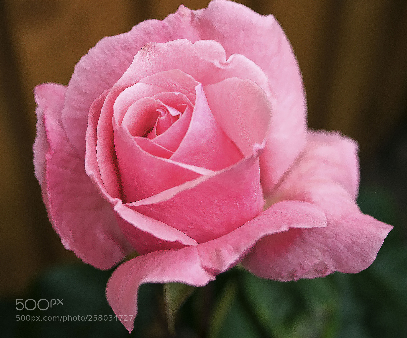 Panasonic Lumix DMC-G3 sample photo. Queen elizabeth rose photography