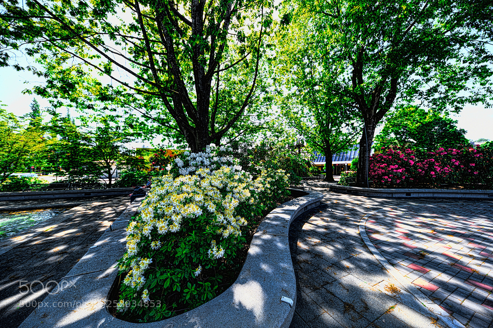 Nikon D850 sample photo. In shade photography