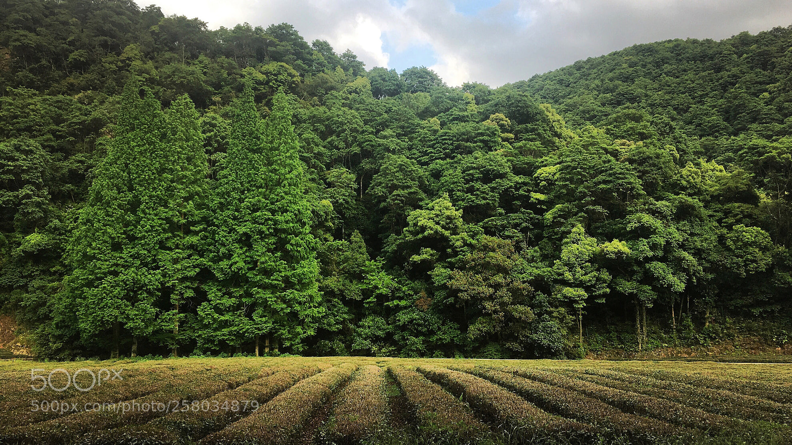 Apple iPhone 6s sample photo. Longjing photography