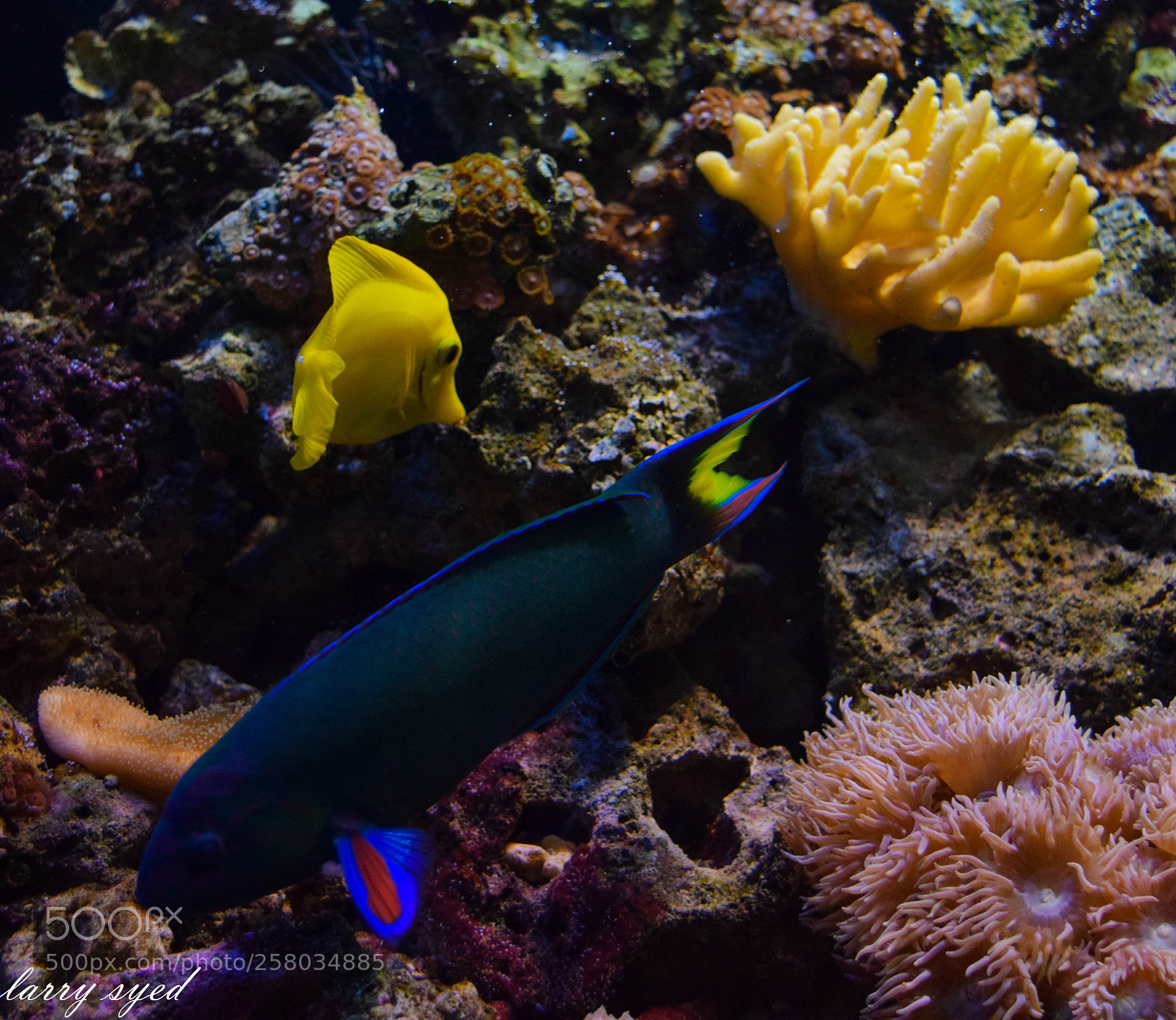 Nikon D3300 sample photo. Animal photography