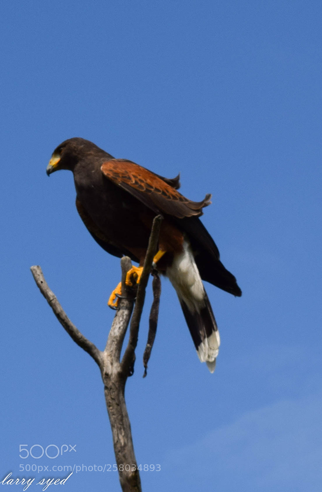 Nikon D3300 sample photo. Animal photography