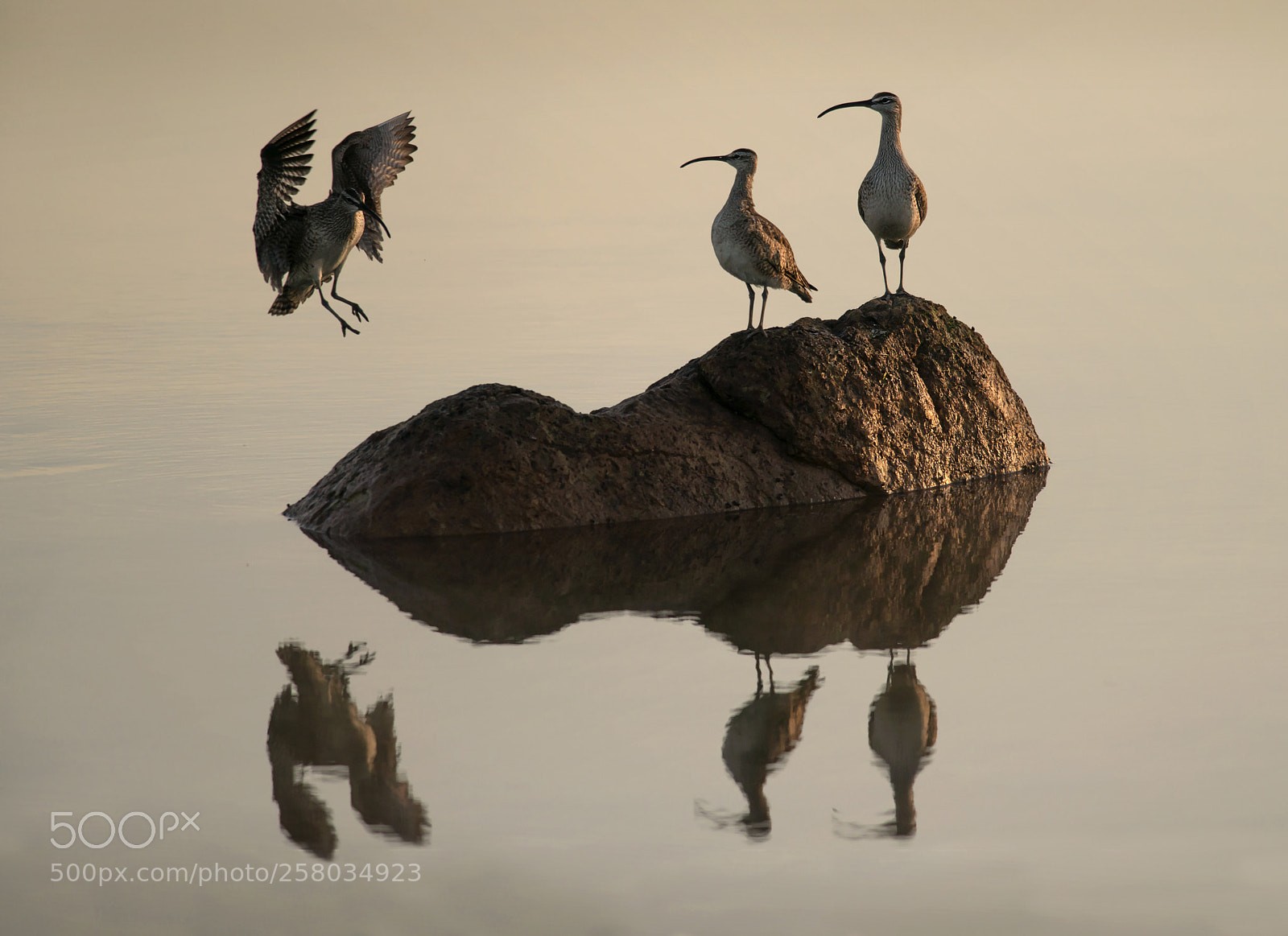 Nikon D800E sample photo. Sunrise on the water photography