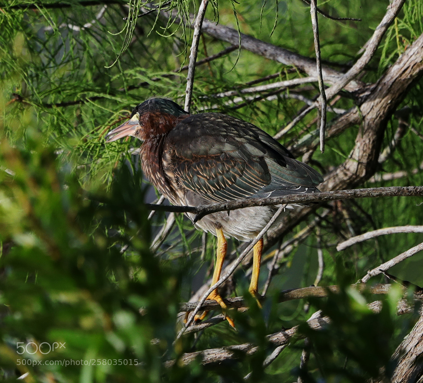 Canon EOS-1D X Mark II sample photo. 05-15-18-0017801.jpg photography