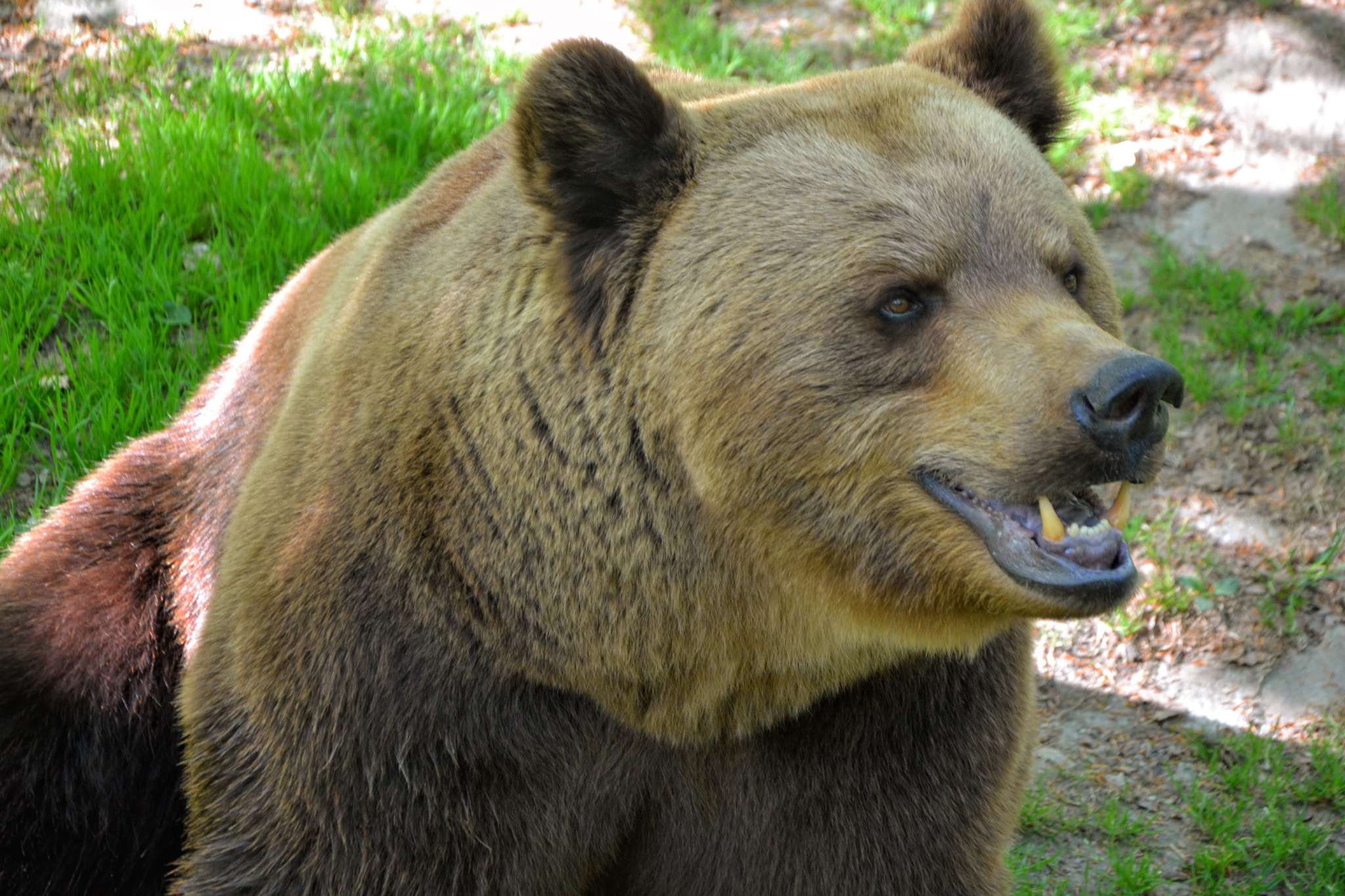 Nikon D3100 sample photo. Brown bear photography