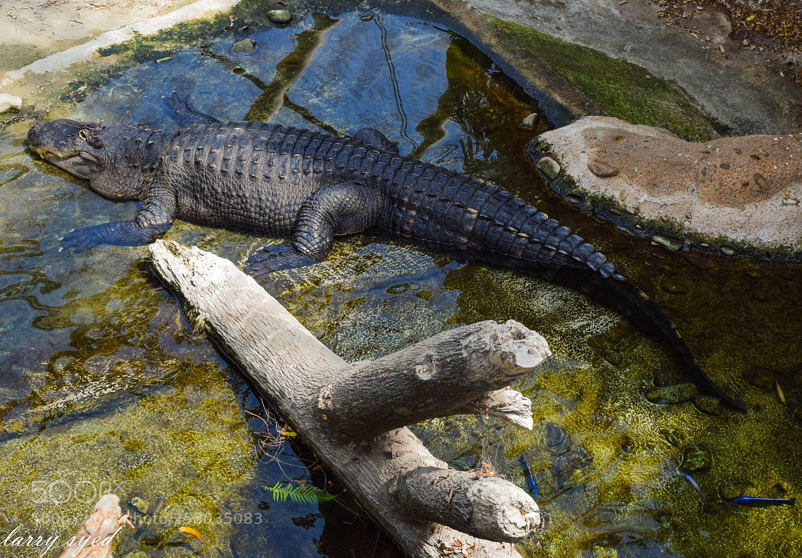 Nikon D3300 sample photo. Animal photography