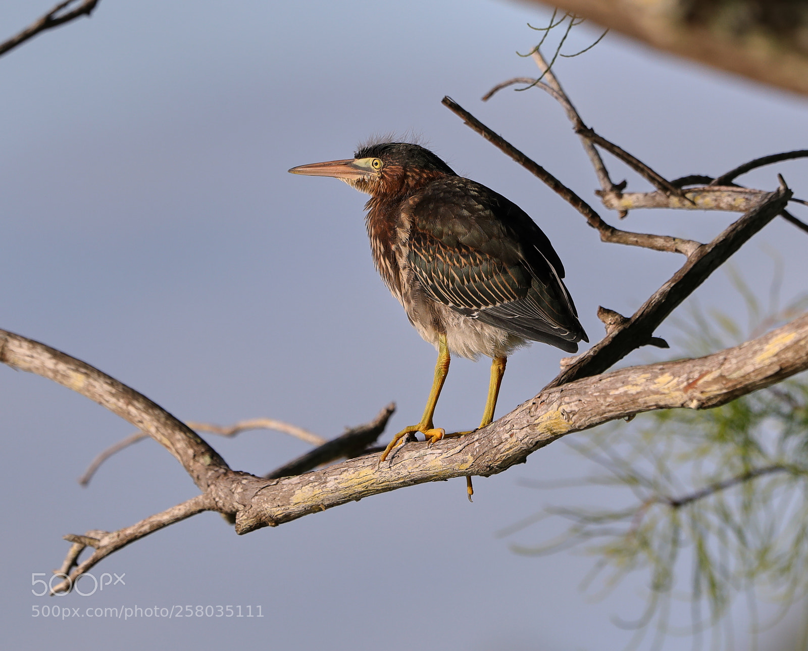 Canon EOS-1D X Mark II sample photo. 05-15-18-0017796.jpg photography