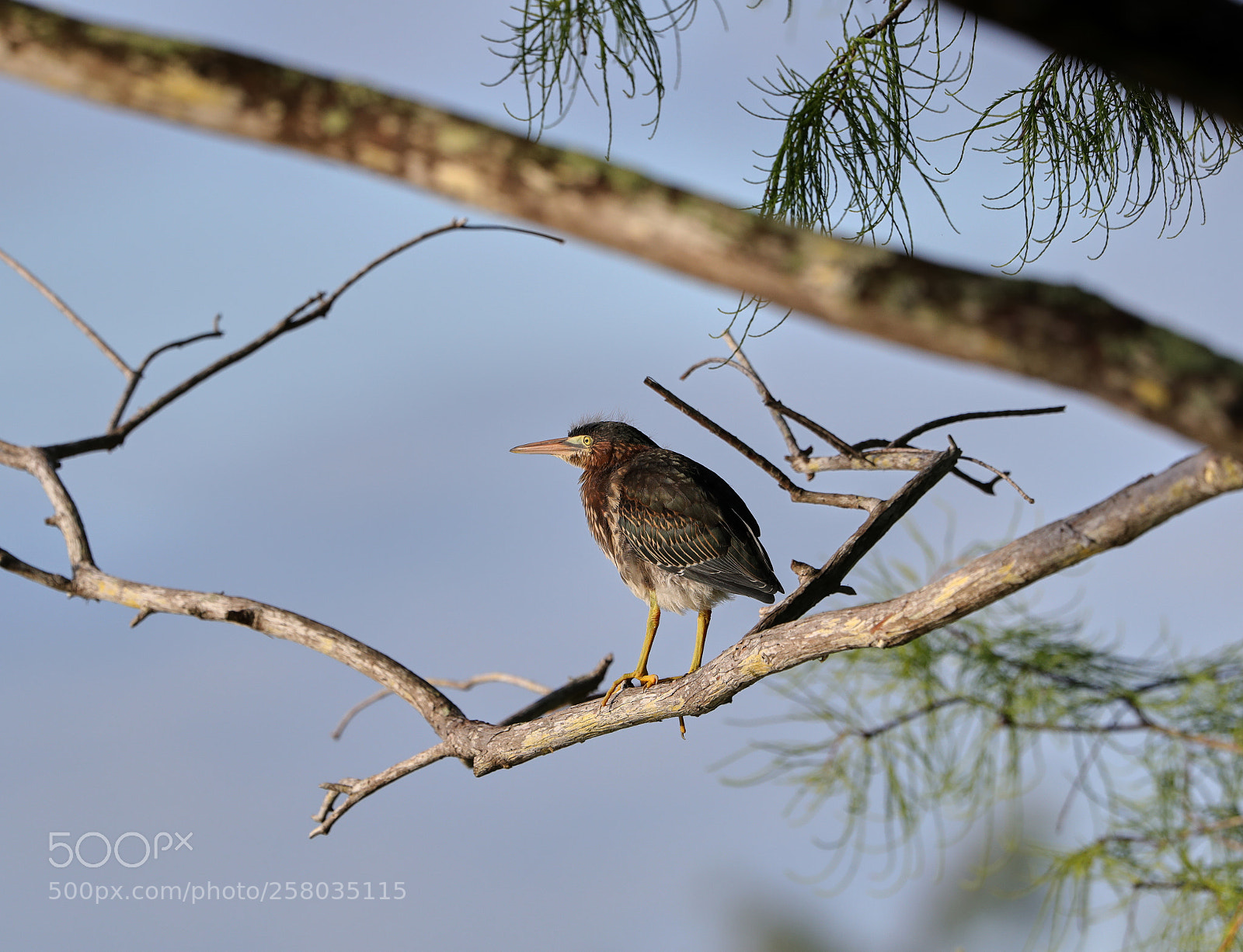 Canon EOS-1D X Mark II sample photo. 05-15-18-0017795.jpg photography