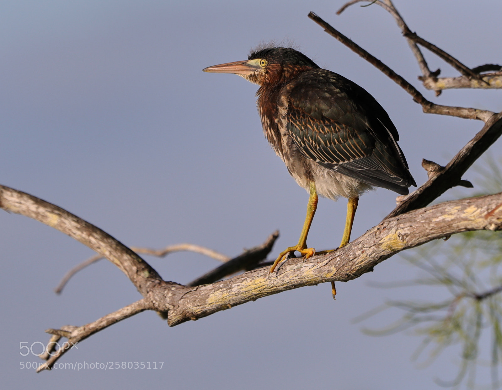 Canon EOS-1D X Mark II sample photo. 05-15-18-0017794.jpg photography