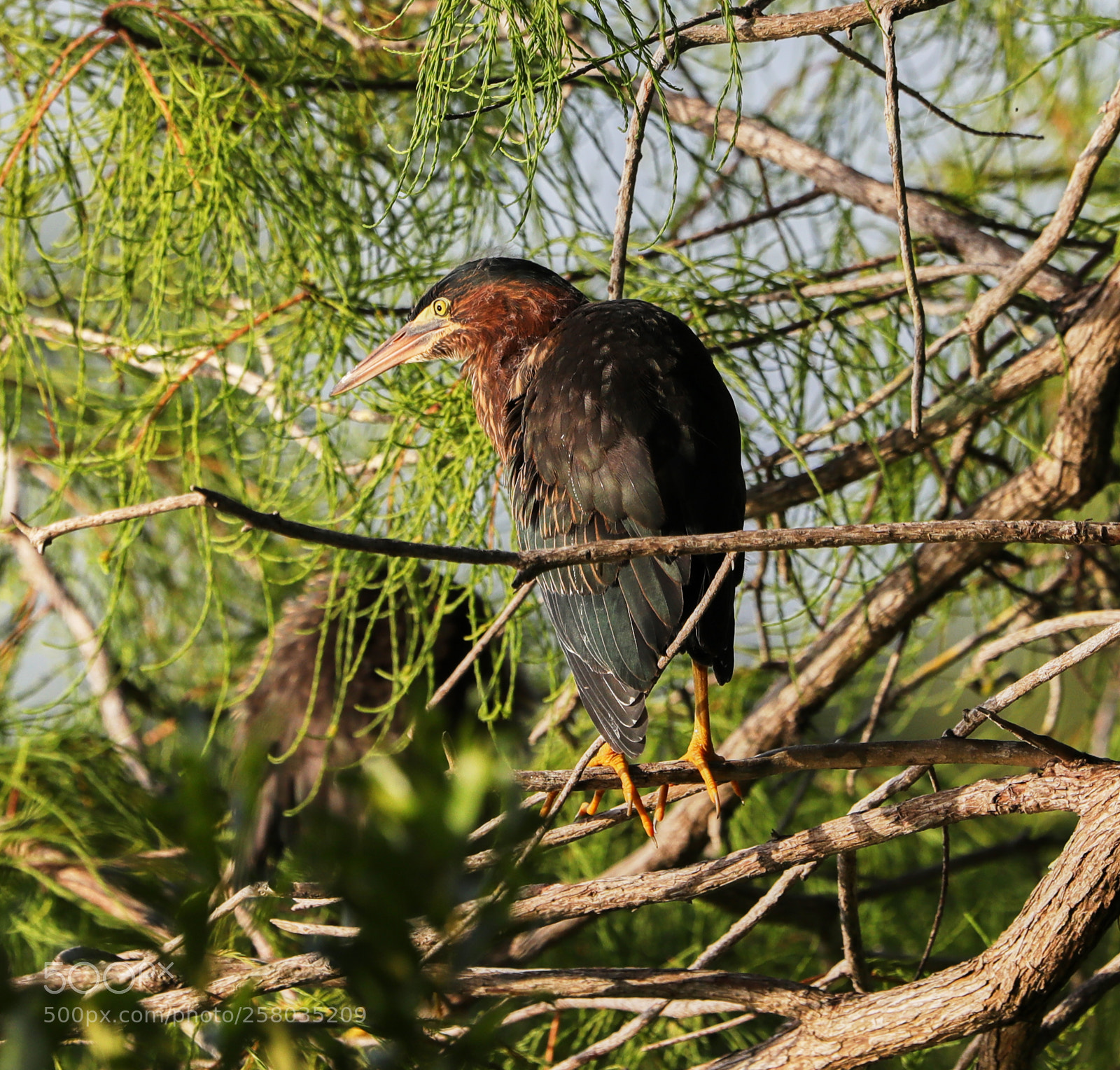 Canon EOS-1D X Mark II sample photo. 05-15-18-0017793.jpg photography