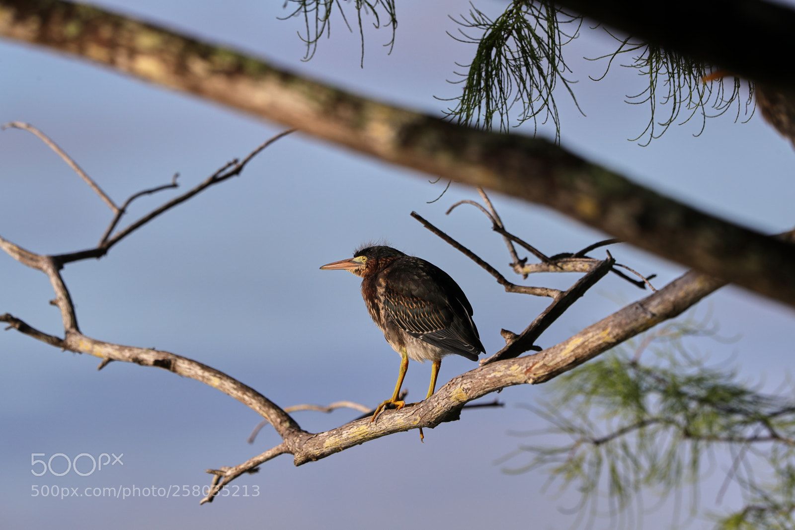 Canon EOS-1D X Mark II sample photo. 05-15-18-0017791.jpg photography