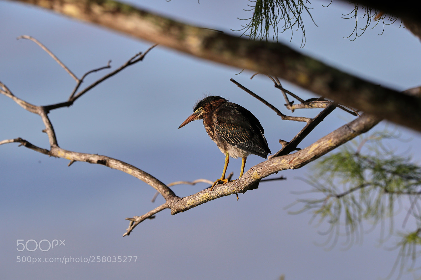 Canon EOS-1D X Mark II sample photo. 05-15-18-0017789.jpg photography