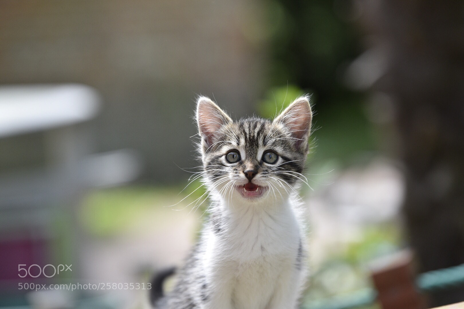 Nikon D750 sample photo. Cat photography