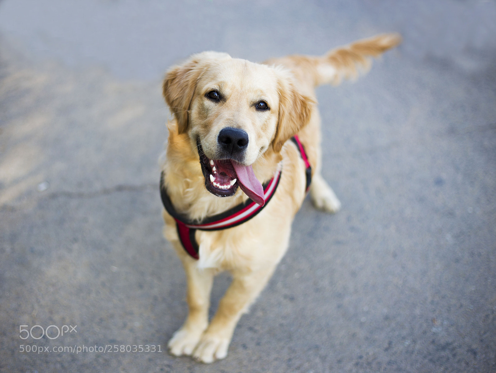Canon EOS 6D sample photo. Good boy photography