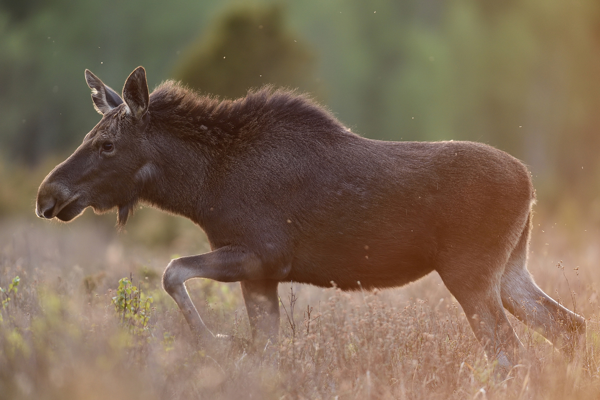 Nikon D4S + Nikon AF-S Nikkor 400mm F2.8G ED VR II sample photo. Moose heifer walking in the meadow photography