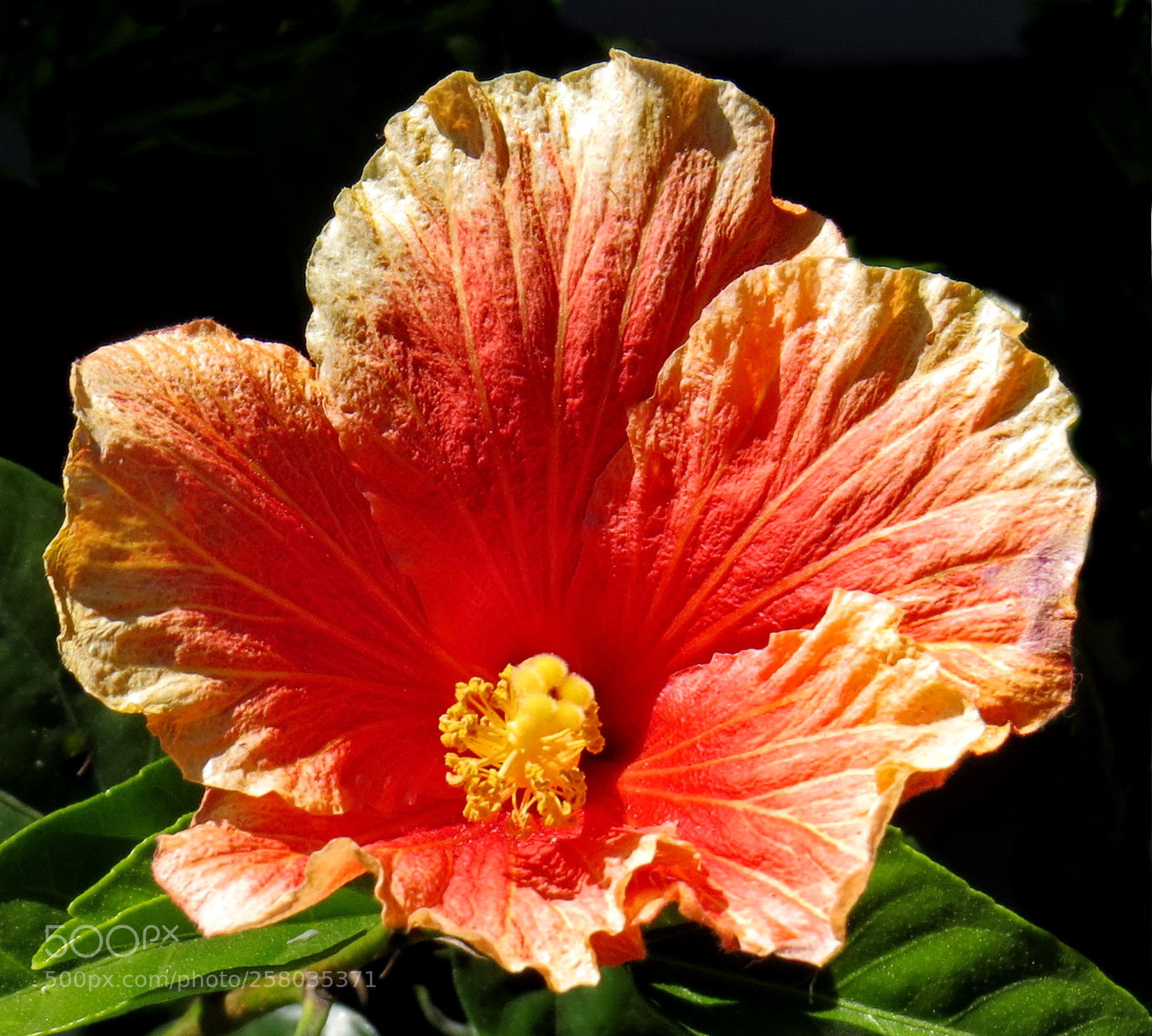 Canon PowerShot SX50 HS sample photo. A gold flower in photography