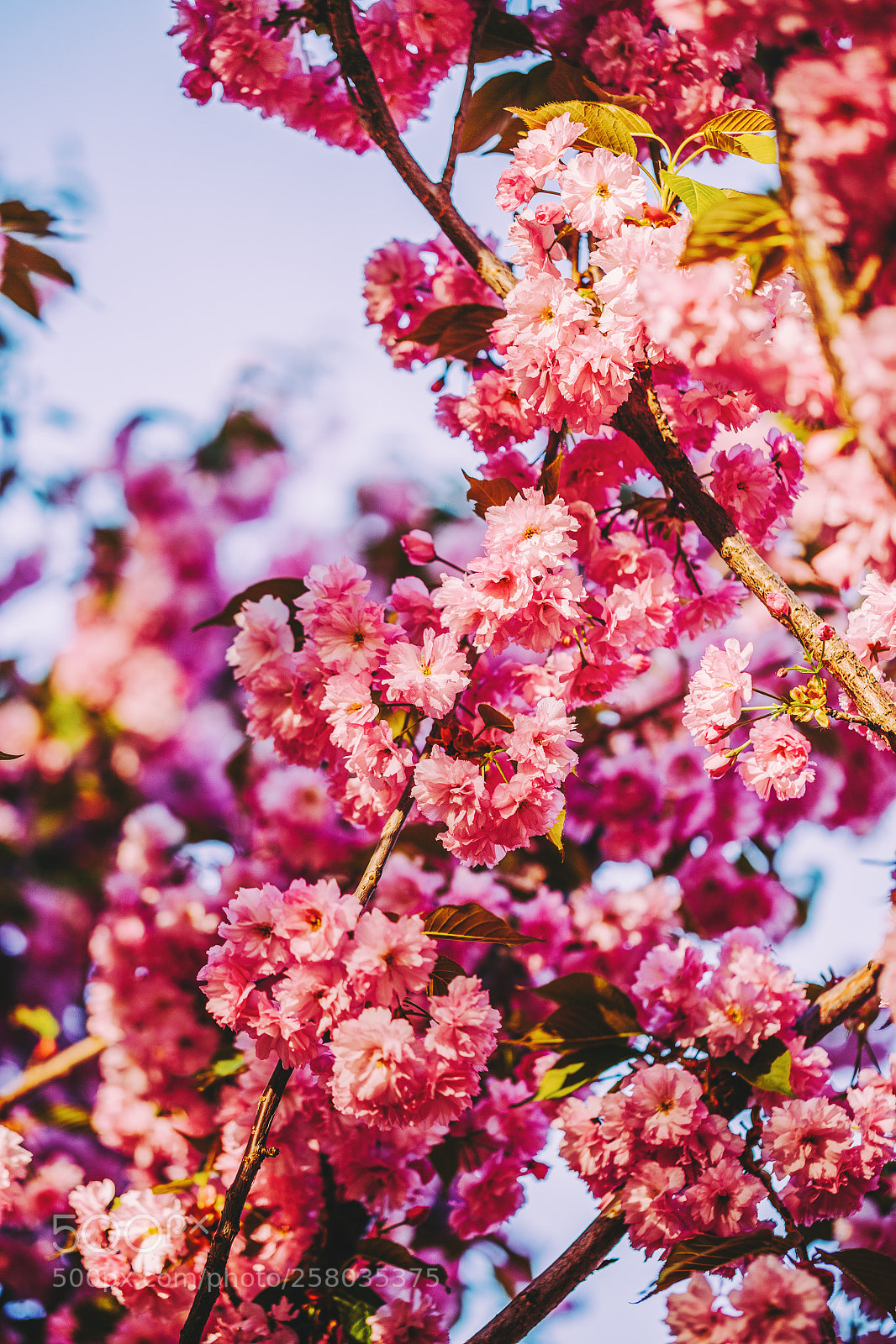 Canon EOS 6D sample photo. Sakura bloom photography