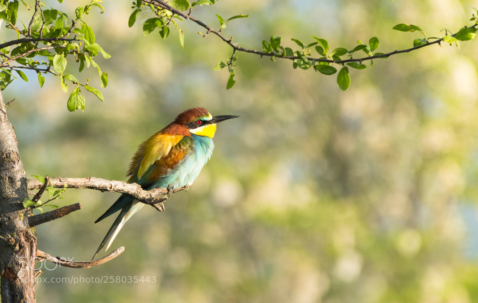 Nikon D3200 sample photo. Merops apiaster photography