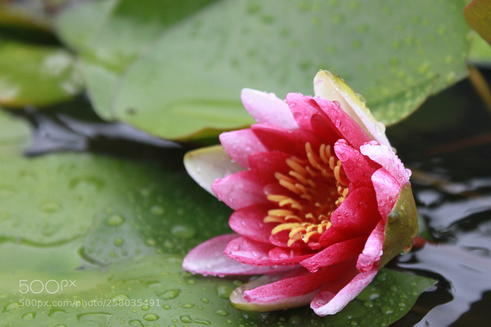 Canon EOS 500D (EOS Rebel T1i / EOS Kiss X3) sample photo. Macro shot of lotus. photography