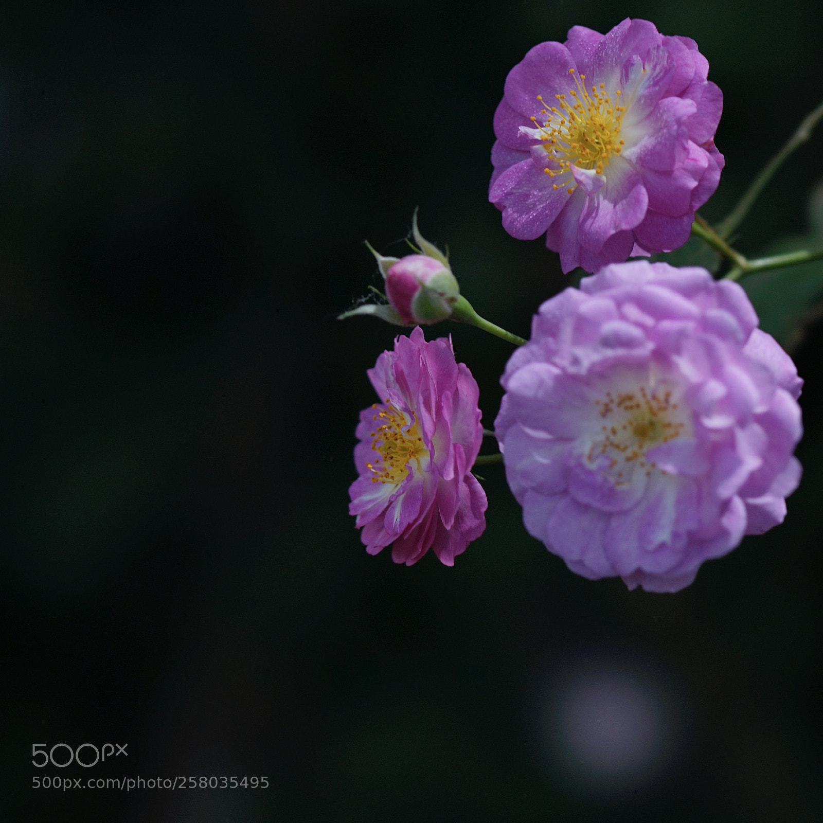 Sony a7 II sample photo. 怪图… photography