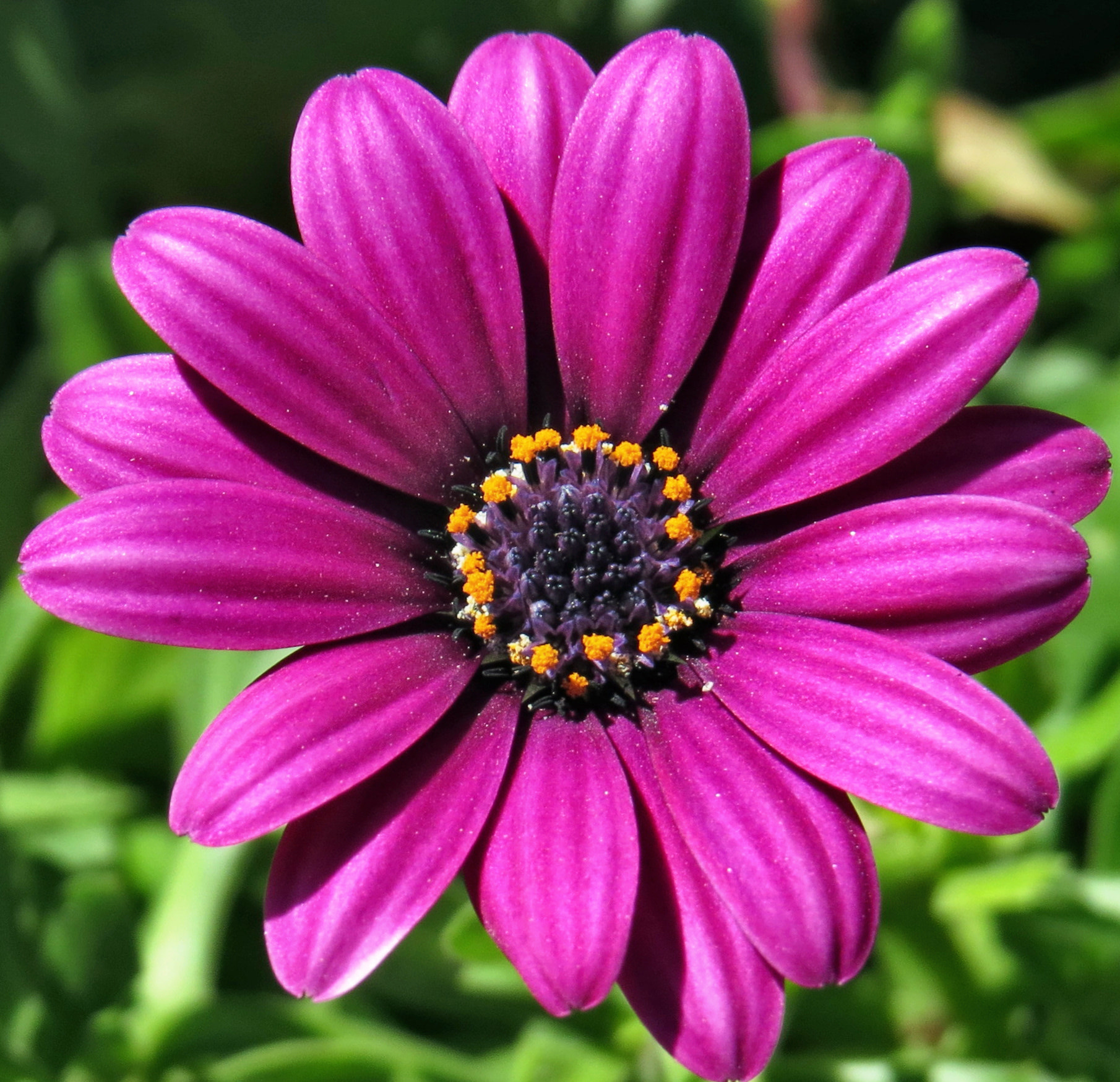 Canon PowerShot SX50 HS + 4.3 - 215.0 mm sample photo. A purple daisy in the garden photography