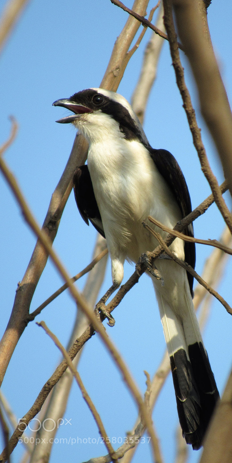 Canon PowerShot SX530 HS sample photo. Mackinon's shrike photography