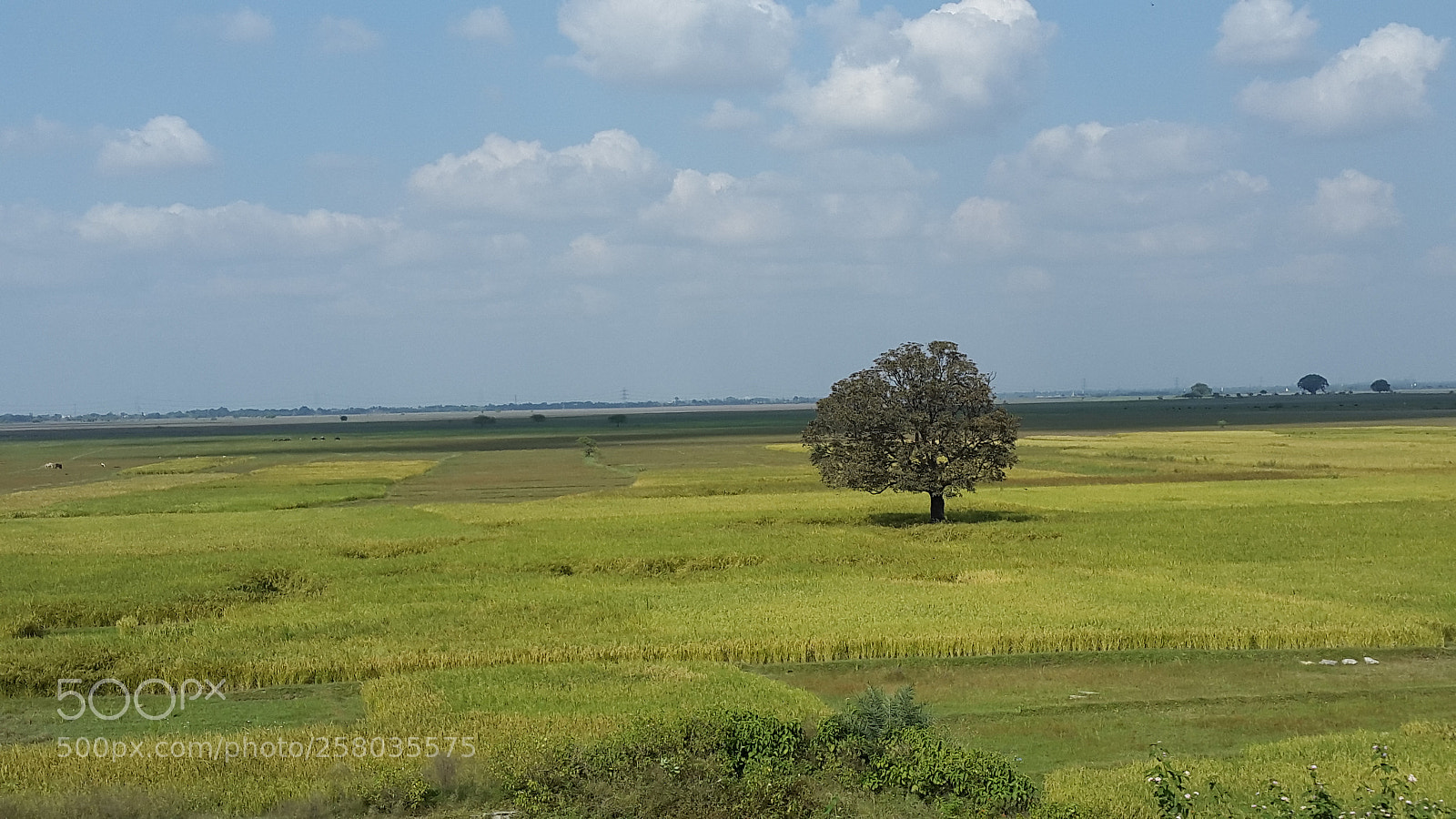 Samsung Galaxy S5 sample photo. [] photography
