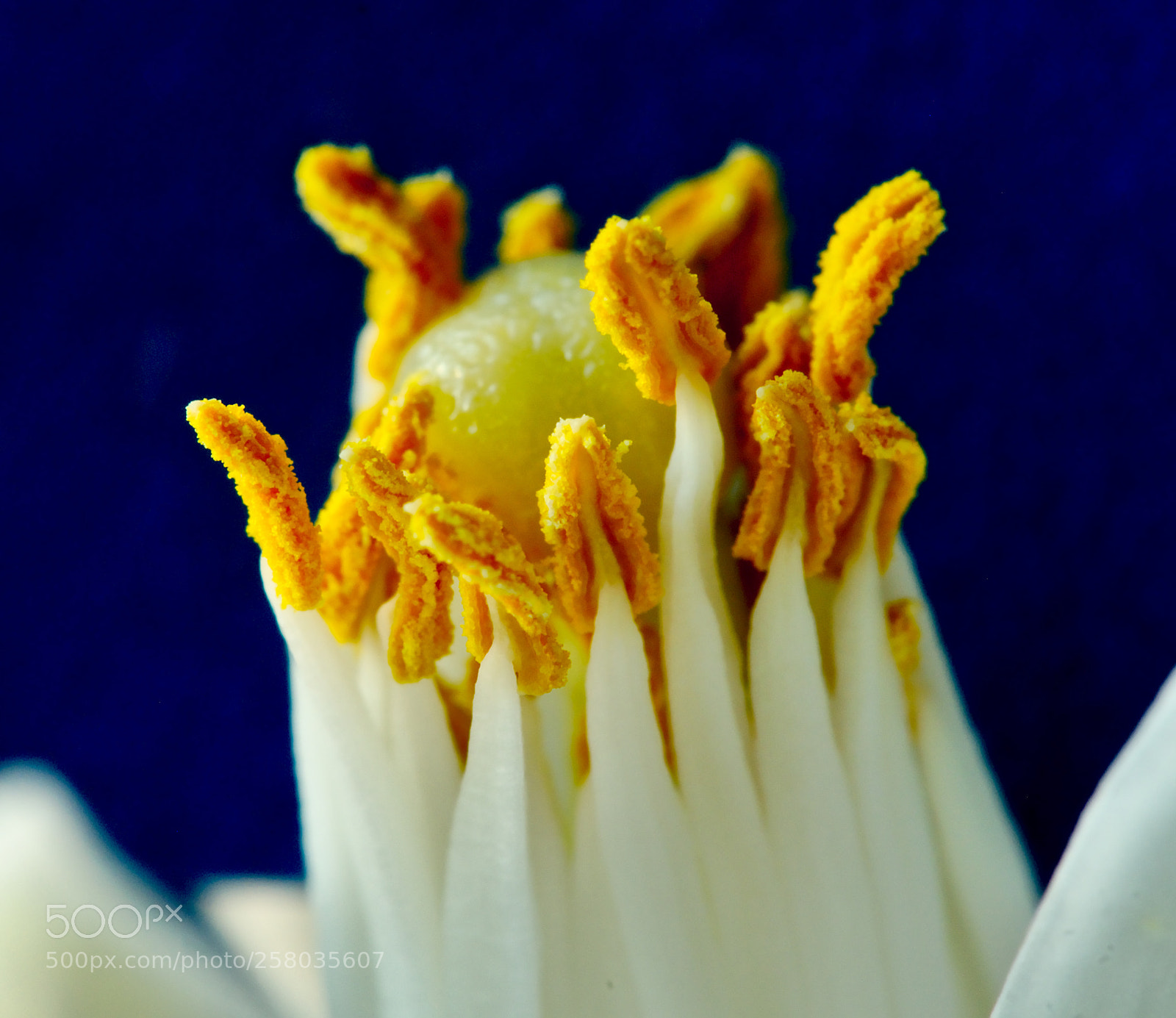 Panasonic Lumix DMC-GX7 sample photo. Yellow on blue photography