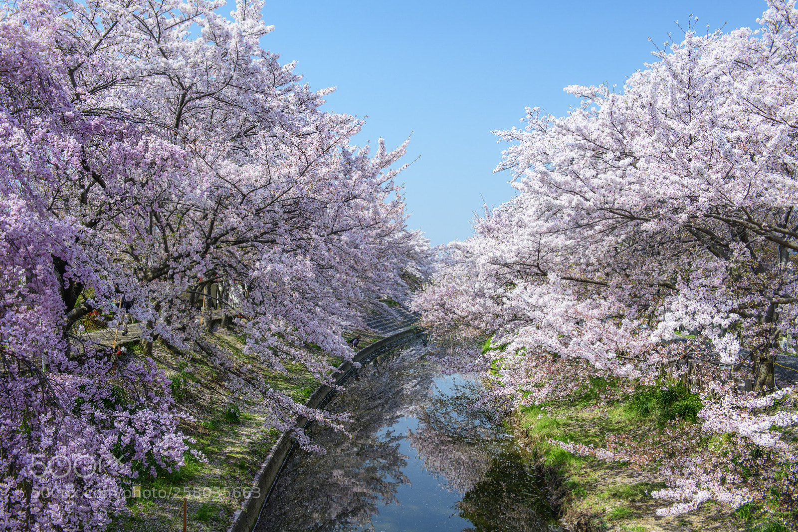 Nikon D850 sample photo. Sakura at saho river 奈良佐保川櫻花 photography