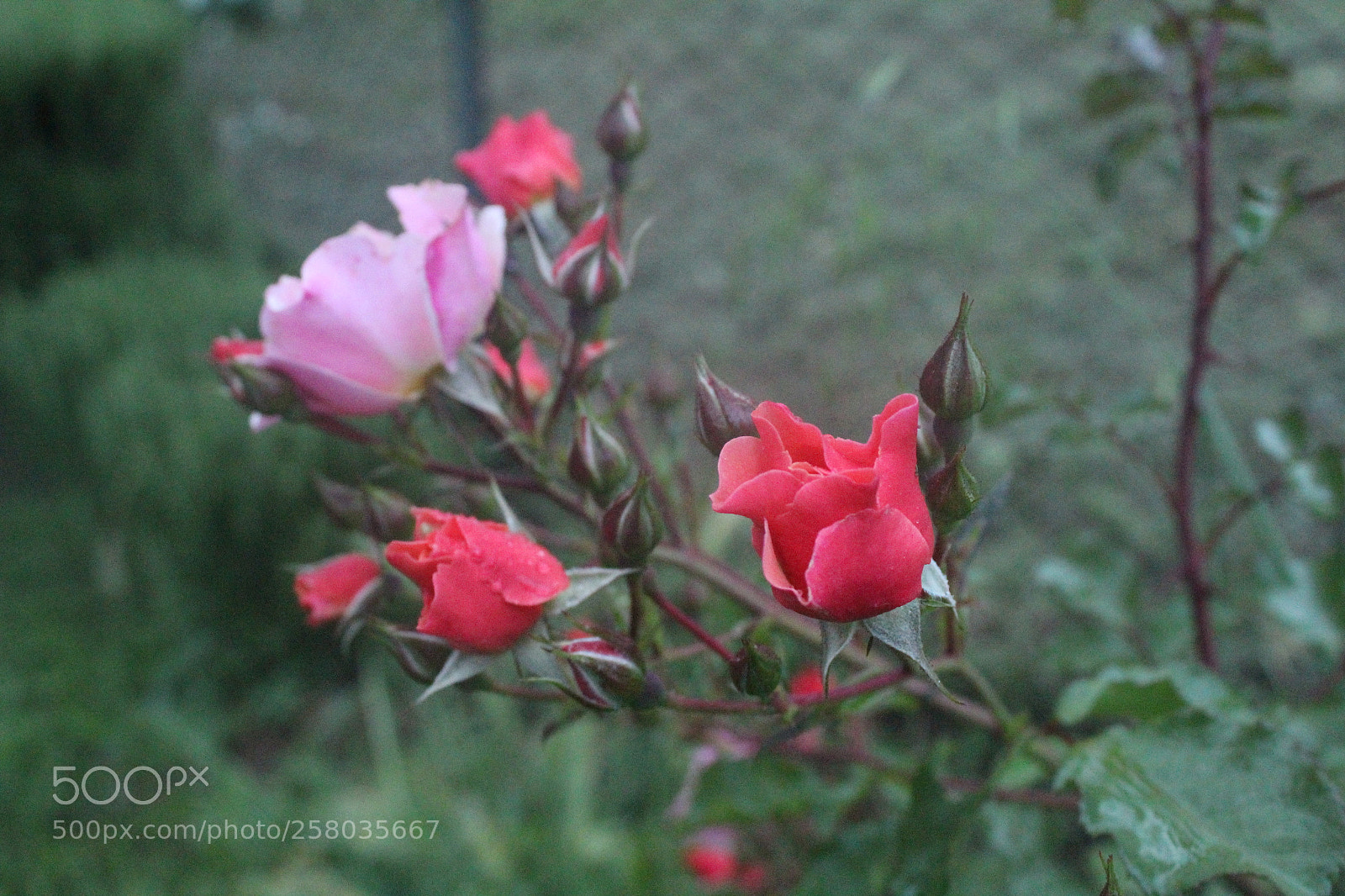 Canon EOS 1300D (EOS Rebel T6 / EOS Kiss X80) sample photo. Rose photography