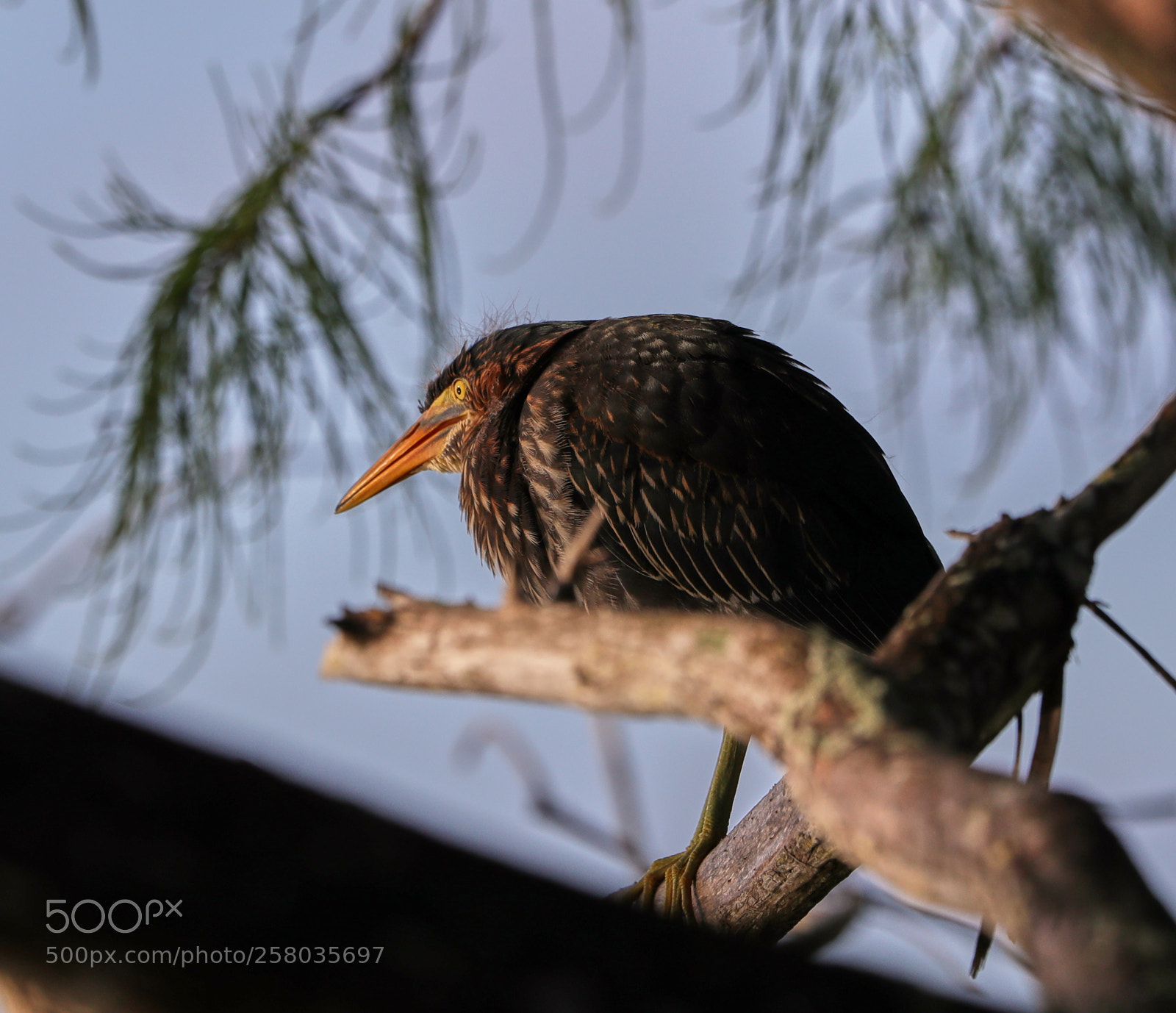 Canon EOS-1D X Mark II sample photo. 05-15-18-0017785.jpg photography