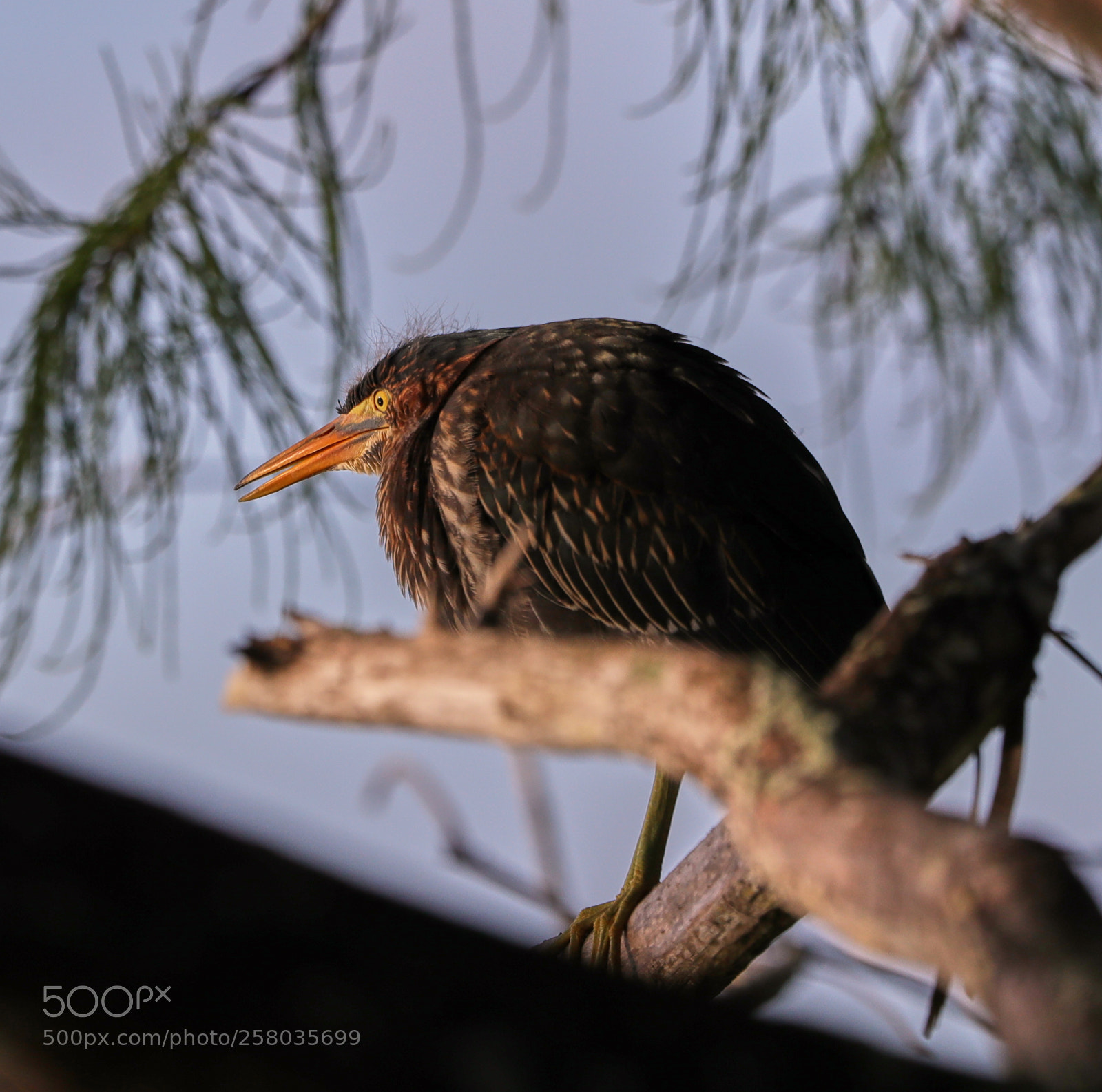 Canon EOS-1D X Mark II sample photo. 05-15-18-0017784.jpg photography