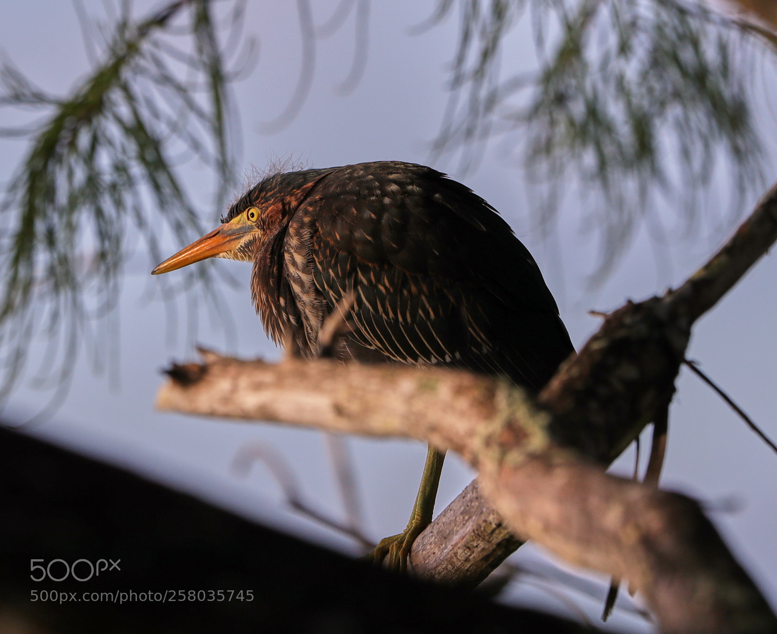 Canon EOS-1D X Mark II sample photo. 05-15-18-0017783.jpg photography
