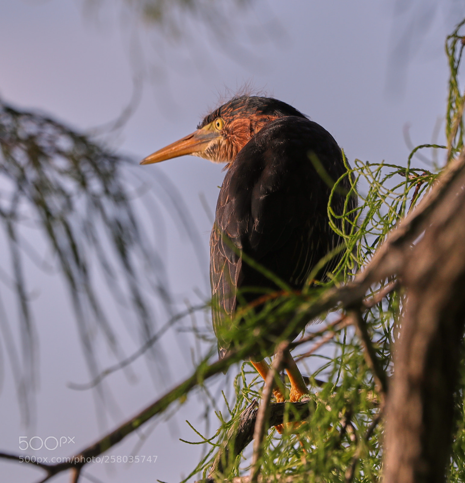 Canon EOS-1D X Mark II sample photo. 05-15-18-0017779.jpg photography