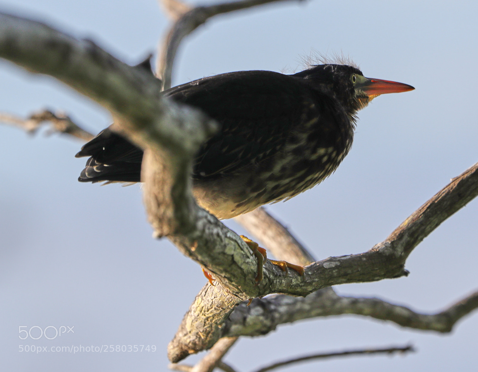 Canon EOS-1D X Mark II sample photo. 05-15-18-0017781.jpg photography