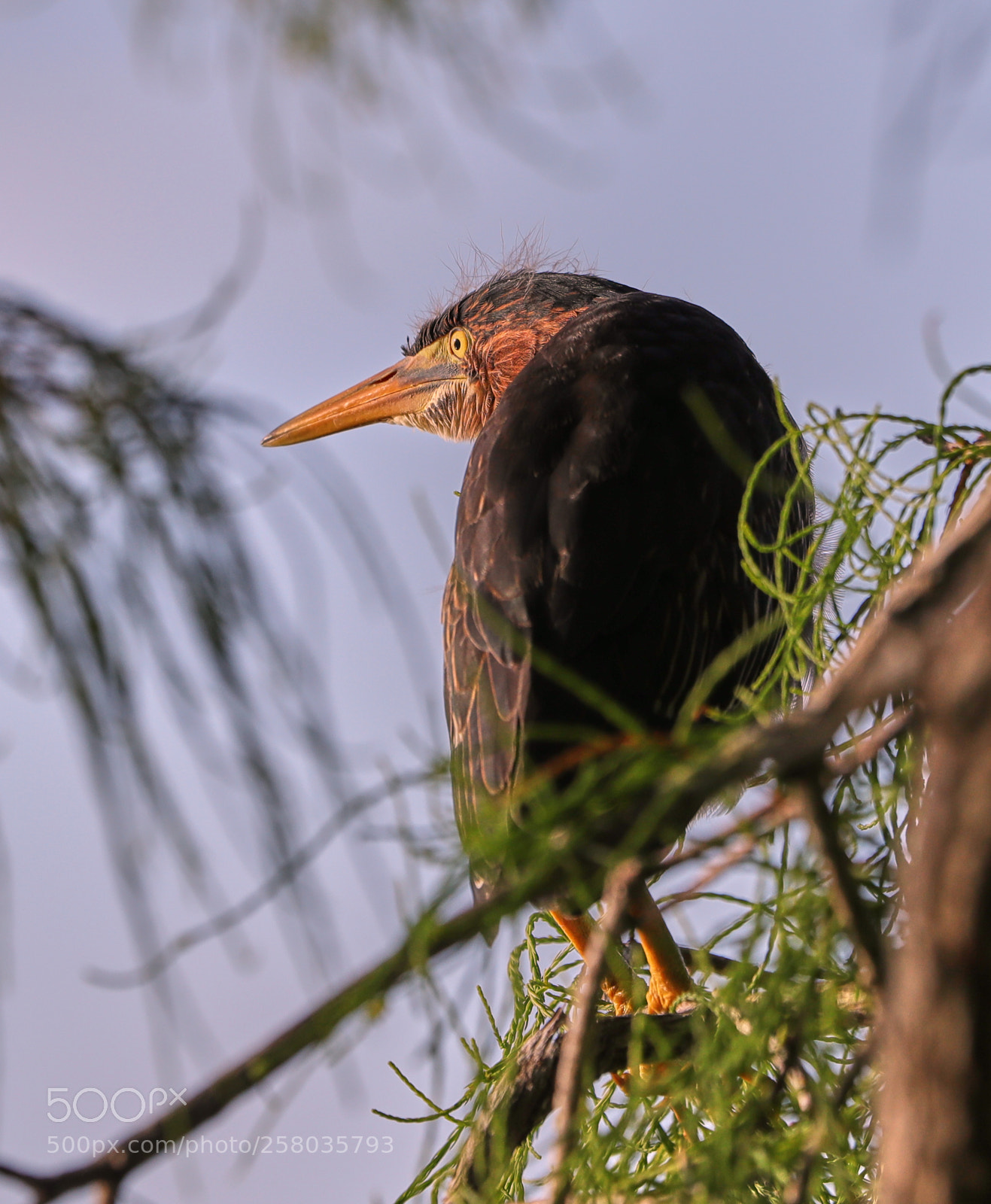 Canon EOS-1D X Mark II sample photo. 05-15-18-0017777.jpg photography