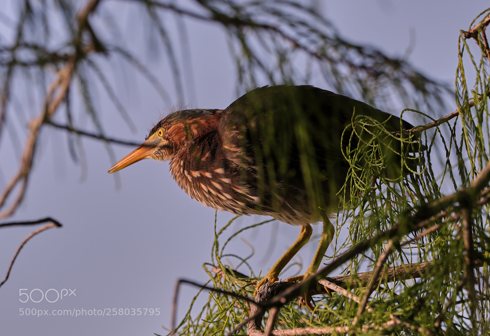 Canon EOS-1D X Mark II sample photo. 05-15-18-0017775.jpg photography