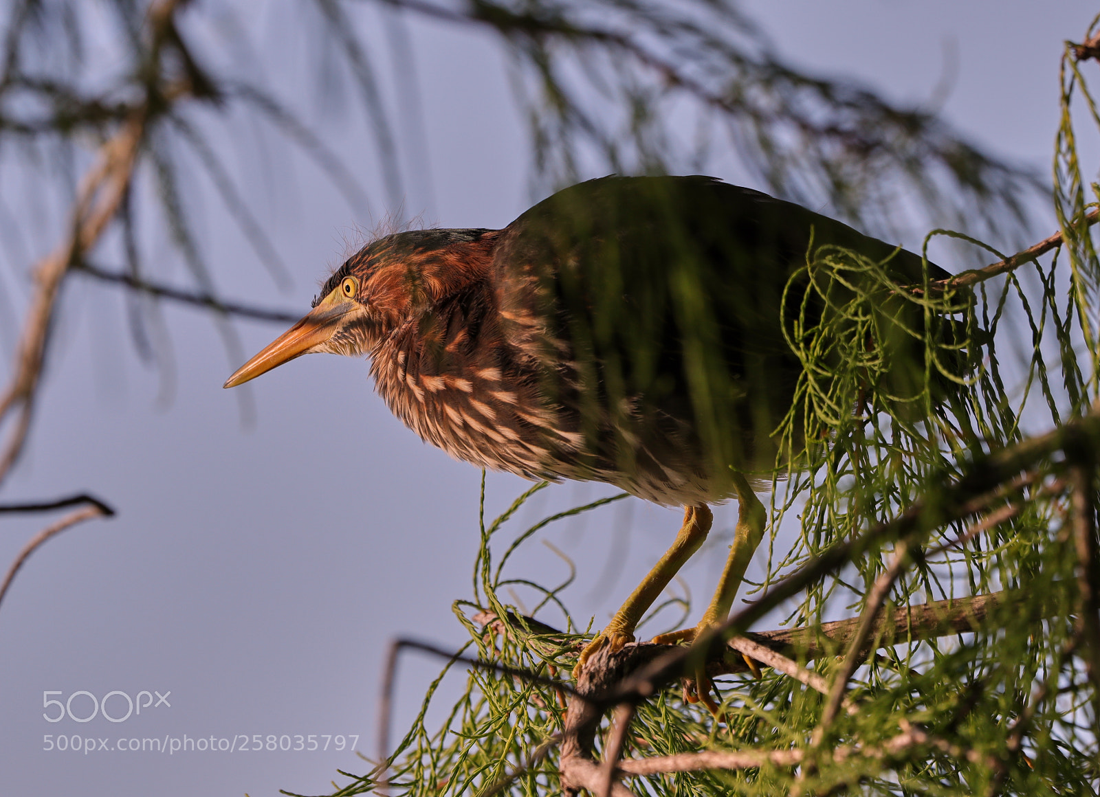 Canon EOS-1D X Mark II sample photo. 05-15-18-0017774.jpg photography