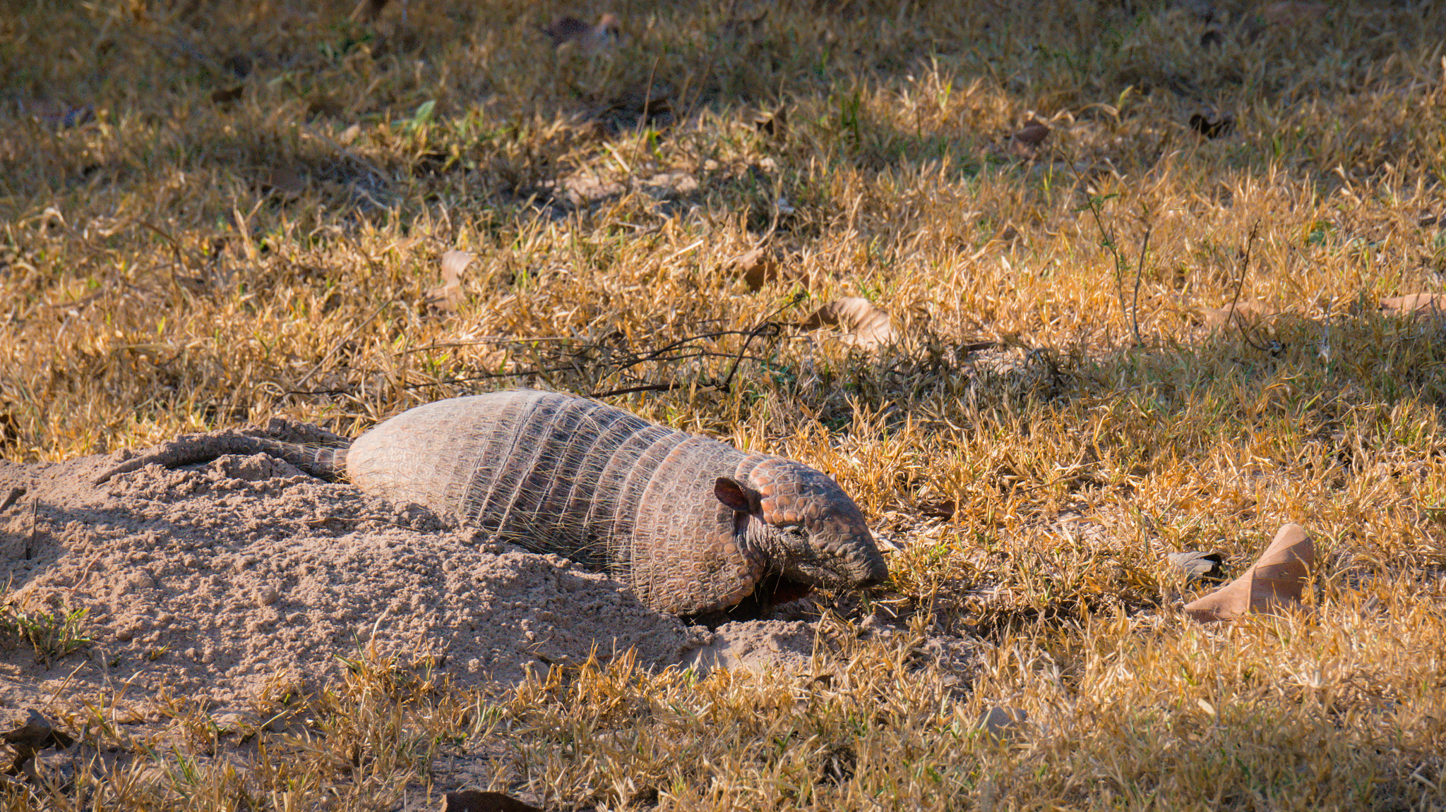 Sony Alpha NEX-5R sample photo. Armadillo, pantanal, brazil photography