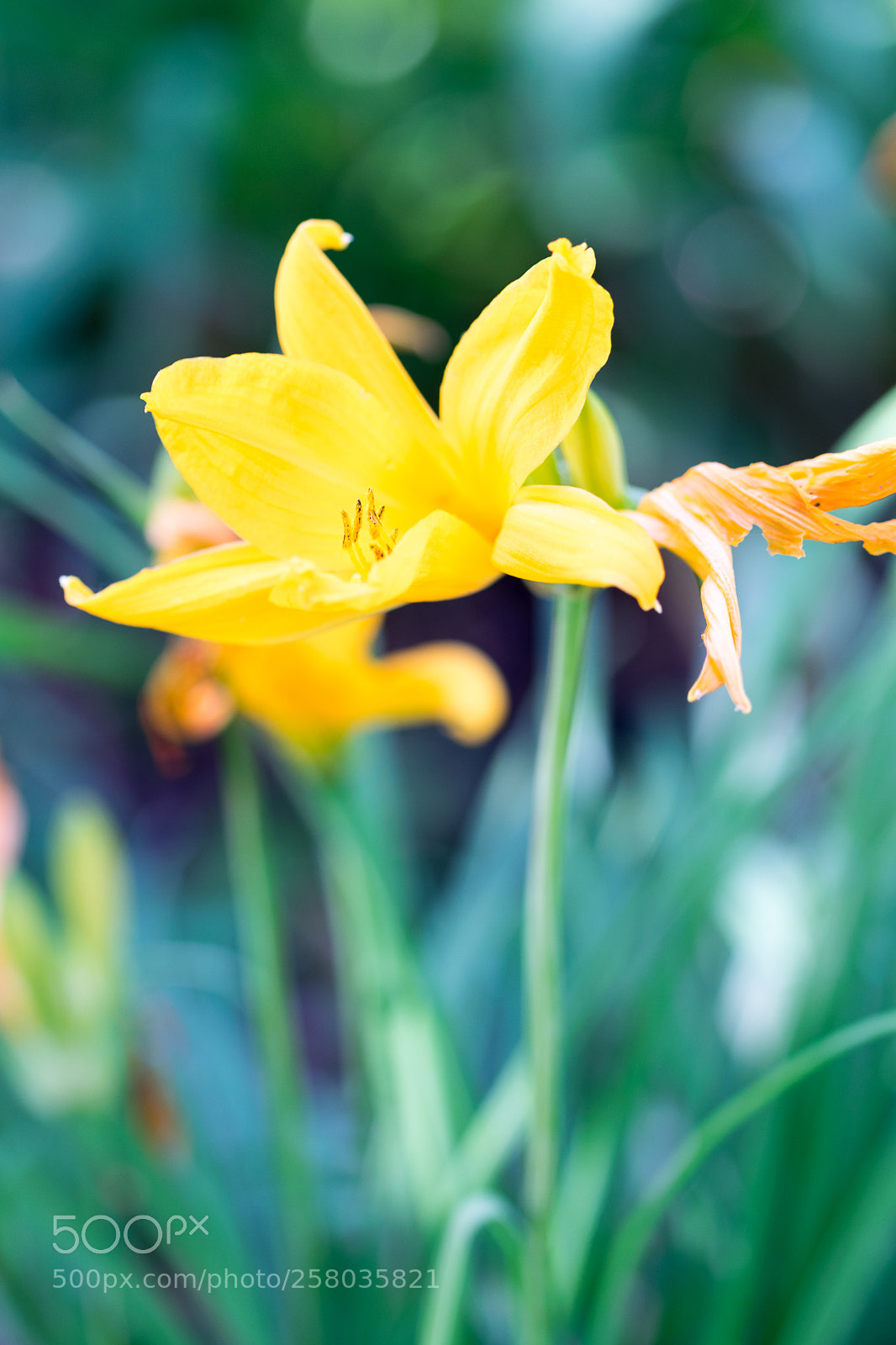Nikon D3300 sample photo. Flower photography