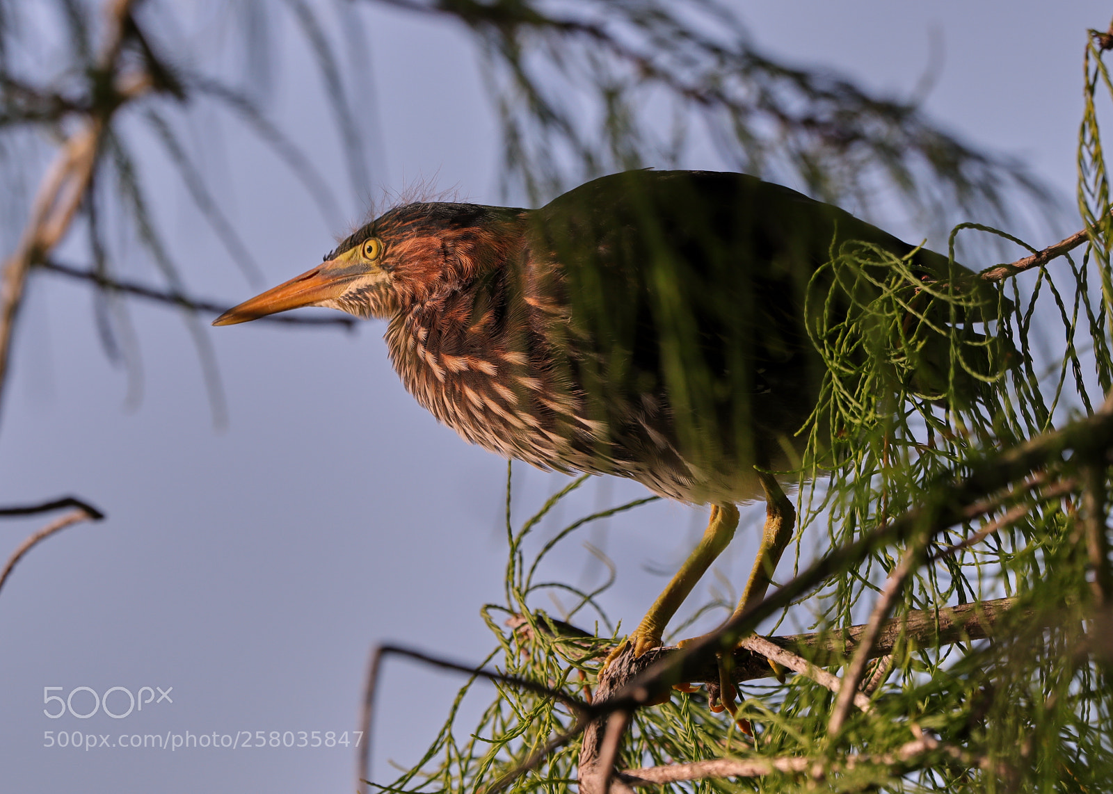 Canon EOS-1D X Mark II sample photo. 05-15-18-0017773.jpg photography